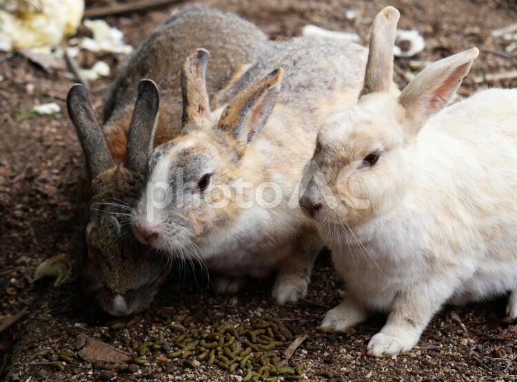 エサを食べるウサギ ウサギ,かわいい,餌の写真素材