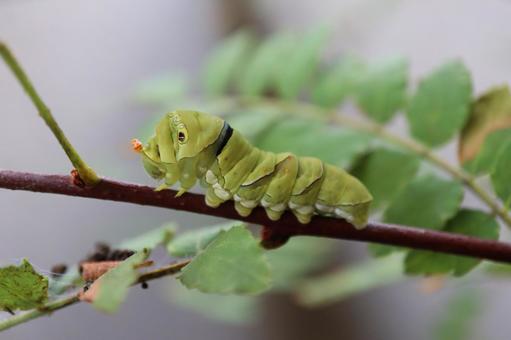 アゲハチョウ 幼虫 角 アゲハチョウ 幼虫 角の写真