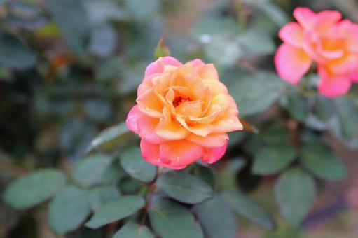 カラフルな秋バラ バラ,バラ園,アンネ・フランクの写真素材