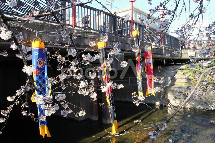 川で桜と鯉のぼり 鯉のぼり,5月,子供の日の写真素材