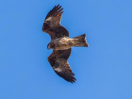 空を飛ぶトビ・トンビ 空を飛ぶトビ・トンビの写真
