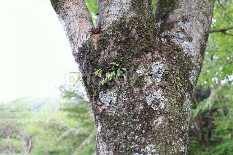 苔が生えた木 木,木の表面,ボケの写真素材