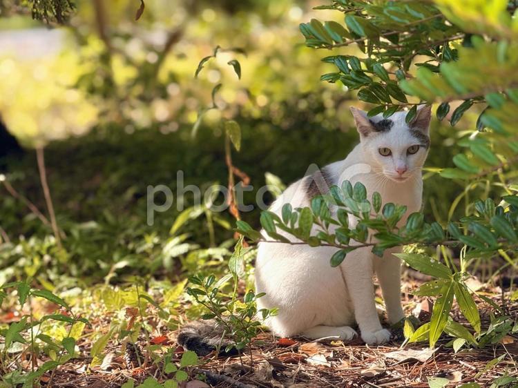 木陰でたたずむシロキジ猫 ネコ,のらねこ,動物の写真素材