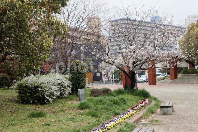 桜とユキヤナギのイメージ素材 桜,ユキヤナギ,花の写真素材