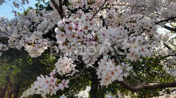 散歩中に近くの公園でみた桜 桜,公園,散歩の写真素材