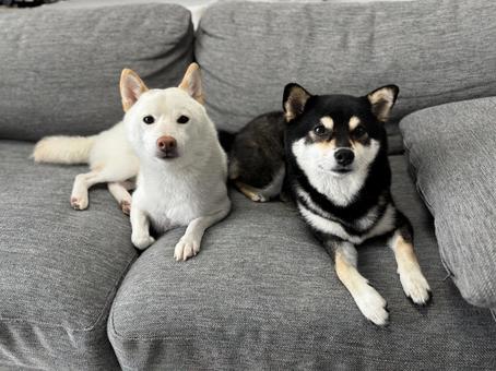 仲良しわんこ ペット,犬,柴犬の写真素材