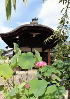法金剛院 蓮の花と玄関 法金剛院 蓮の花と玄関 法金剛院,蓮の花,玄関の写真素材