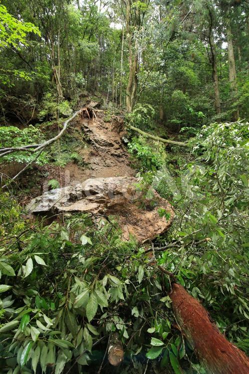 災害：落石と倒木 倒木,落石,土砂崩れの写真素材