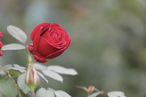 ローズガーデン　赤いバラの美しい蕾 薔薇,蕾,赤の写真素材