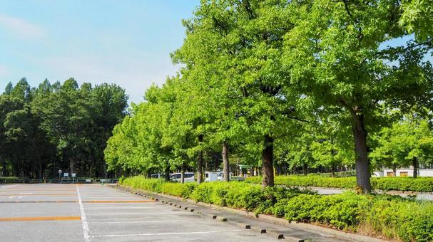 夏の水元公園・緑の木々の駐車場(葛飾区) 夏の水元公園・緑の木々の駐車場(葛飾区) 夏,水元公園,駐車場の写真素材