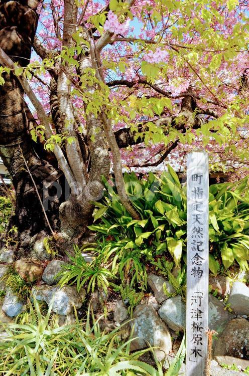 河津桜の風景写真２ 河津桜,河津さくら,さくらの写真素材