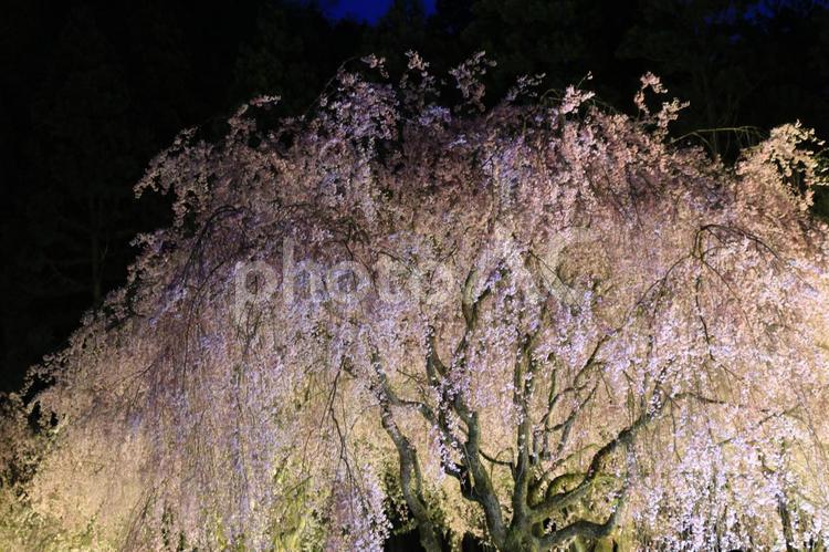 竹田のしだれ桜2 しだれ桜,夜桜,さくらの写真素材