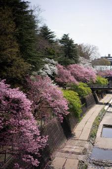 春の川辺 満開の桜並木 桜,桜並木,川の写真素材