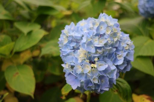 紫陽花の写真