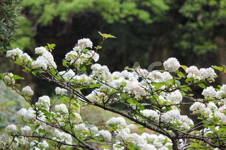 鎌倉ウォーキング　報国寺のオオデマリの花 鎌倉,ウォーキング,ハイキングの写真素材