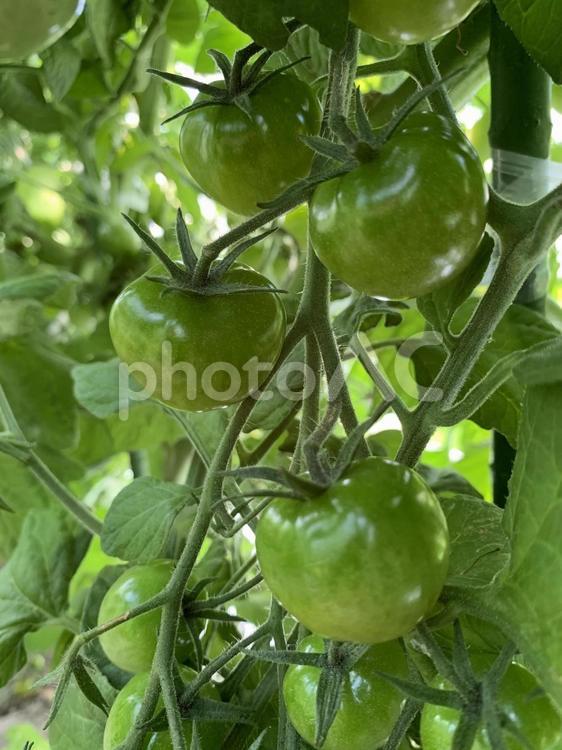 ミニトマト、ぷちふよグリーン　房　3 ミニトマト,野菜,ぷちふよの写真素材