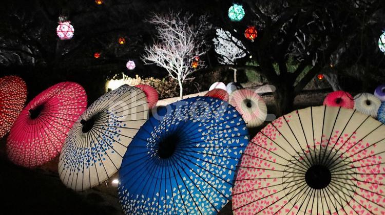 岩本山公園　早春梅園の和傘アート 夜景,春,梅園の写真素材
