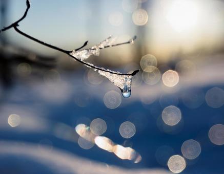 雪解けのしずくが落ちる瞬間3 冬,雪,春の写真素材