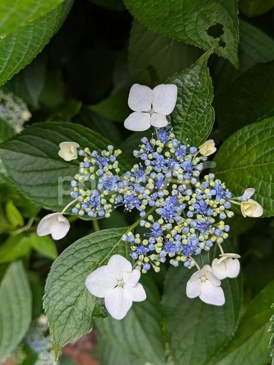 額紫陽花　ガクアジサイ　 ガクアジサイ,額紫陽花,冷淡の写真素材