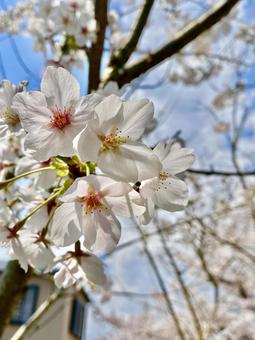 桜 桜 桜,さくら,春の写真素材