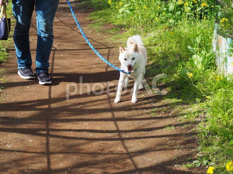 お散歩が楽しい柴犬 犬,柴犬,笑顔の写真素材