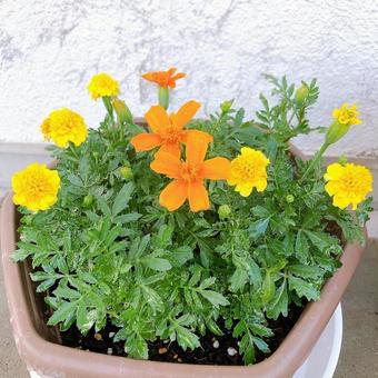 マリーゴールドの花 マリーゴールドの花の写真