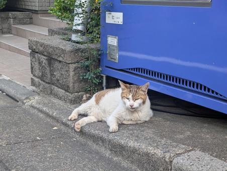自販機前でくつろぐ野良猫 自販機前でくつろぐ野良猫の写真