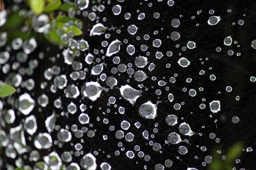 水滴 水滴の写真