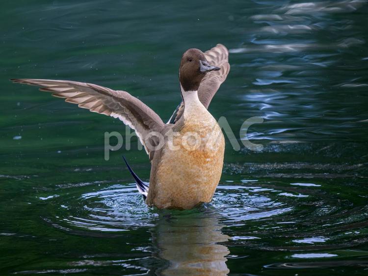 池で羽ばたくオナガガモ オナガガモ,カモ,鴨の写真素材
