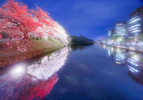 福岡城跡の桜/ライトアップver 福岡城跡の桜/ライトアップverの写真