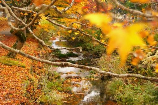 Autumn leaves along the river, JPG Autumn leaves along the river, JPG