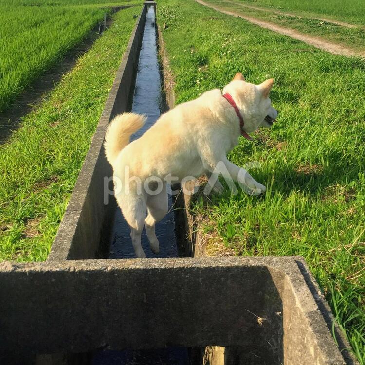 散歩中に用水路から出ようとする白色の柴犬 草,自然,風景の写真素材