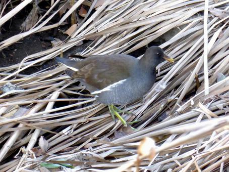 河岸の枯れた草やぶで採餌するバン 河岸の枯れた草やぶで採餌するバン バン,鳥,野鳥の写真素材