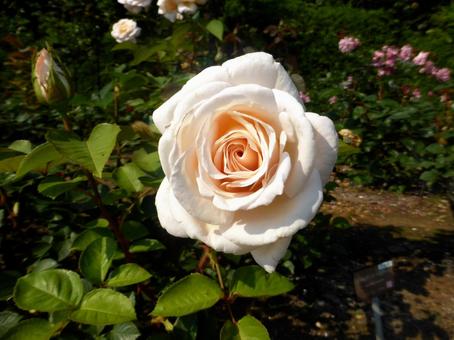 バラ園に咲く淡いサーモンピンク色の花 バラ園に咲く淡いサーモンピンク色の花 バラ,花,植物の写真素材