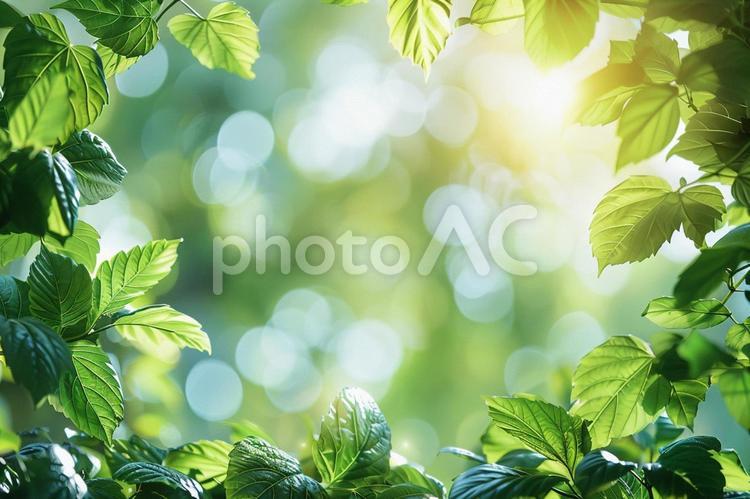 新緑と玉ボケが美しい自然背景 葉,新緑,背景の写真素材