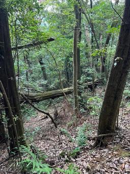 森林の中の木々 森,森林,木の写真素材