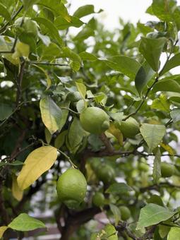 緑のレモン 緑のレモン 果物,緑,自然の写真素材