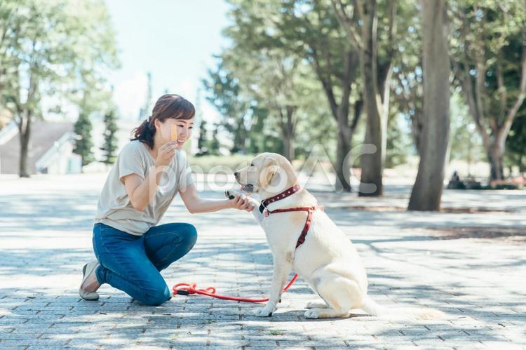 犬の散歩をする女性 犬,犬の散歩,散歩の写真素材