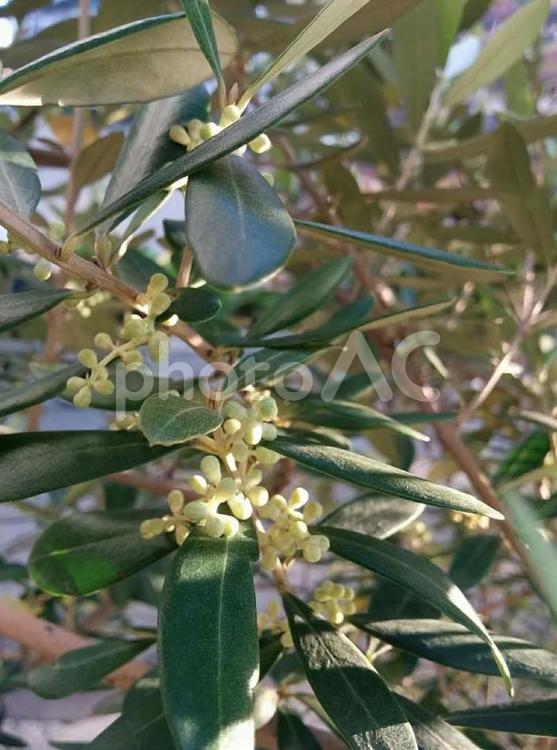 花　オリーブ　olive　平和　知恵 オリーブ,olive,平和の写真素材