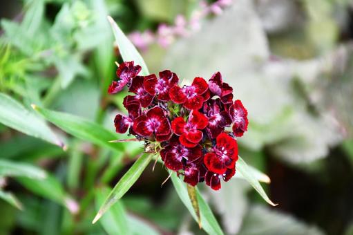 綺麗な赤 綺麗な赤 花,植物,赤の写真素材