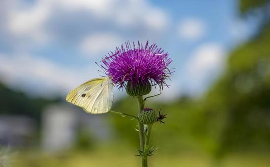 アザミの蜜を吸うモンシロチョウ アザミの蜜を吸うモンシロチョウの写真