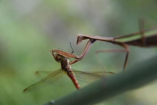 トンボを食べようとしている，カマキリ カマキリ,昆虫,捕食の写真素材