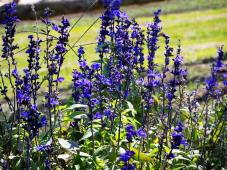 青いサルビア02 青いサルビア02の写真