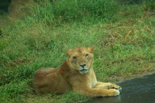 百獣の王 百獣の王の写真