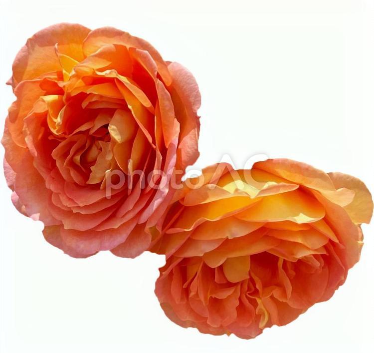 美しいオレンジ色の薔薇素材　高解像度 薔薇,薔薇素材,バレンタインの写真素材