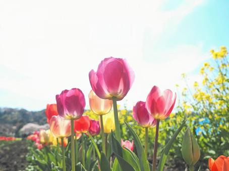 菜の花と一緒に咲くチューリップ 菜の花と一緒に咲くチューリップの写真