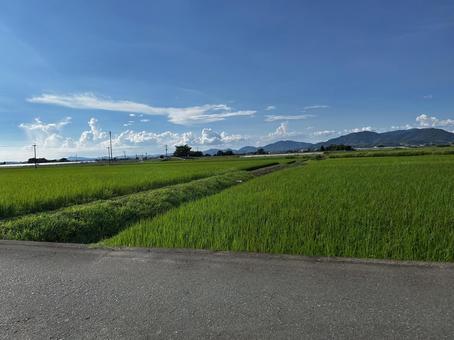 稲 稲の写真