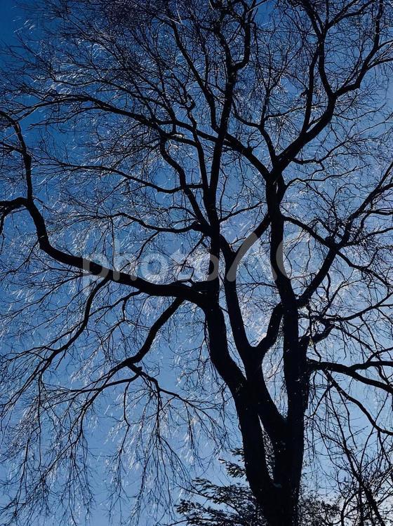 冬の雨の後、枝が凍り朝日に反射している 枝,凍り,氷の写真素材
