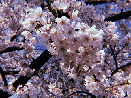 桜 桜の写真