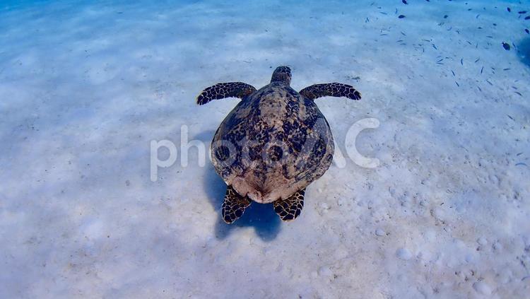 渡嘉敷島の渡嘉志久ビーチを泳ぐタイマイ タイマイ,亀,海亀の写真素材